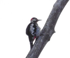 Dendrocopos syriacus