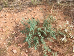 Hoffmannseggia drepanocarpa