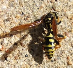 Polistes dominula