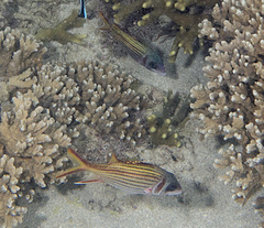 Neoniphon sammara
