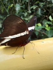 Siproeta epaphus trayja