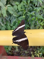 Siproeta epaphus trayja