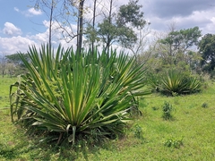 Asparagaceae