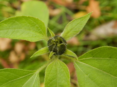 Helianthus annuus