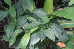 Miconia crenata