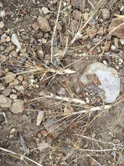 Aegilops triuncialis