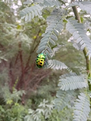 Chrysocoris