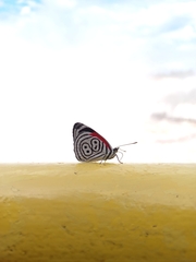 Diaethria clymena