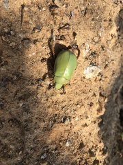 Chrysina adolphi