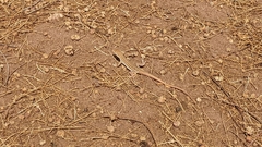 Acanthodactylus boskianus