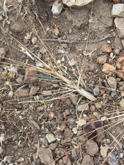 Aegilops triuncialis