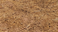 Acanthodactylus boskianus