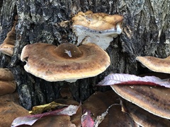 Ischnoderma resinosum