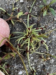 Cyperus subsquarrosus