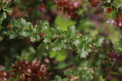 Berberis horrida