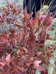 Vaccinium myrtilloides