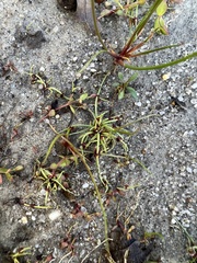 Cyperus subsquarrosus