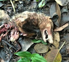 Didelphis marsupialis