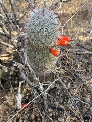 Mammillaria grahamii