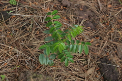 Senna stipulacea anglorum