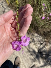 Agalinis fasciculata