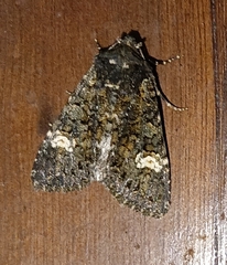 Polymixis serpentina