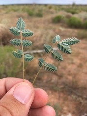 Hoffmannseggia drepanocarpa