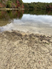 Cyperus subsquarrosus