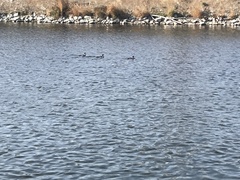 Mergus merganser