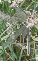 Brachynemurus versutus