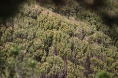 Aextoxicon punctatum