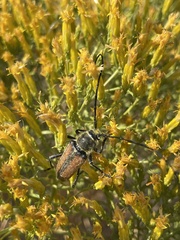 Lepturobosca chrysocoma