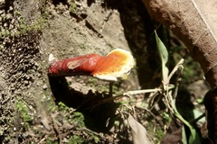 Ganoderma lucidum