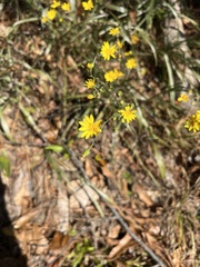 Chrysopsidinae