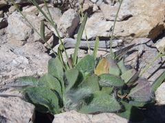 Hieracium carneum