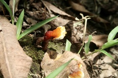 Ganoderma lucidum