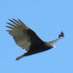 Cathartes aura septentrionalis