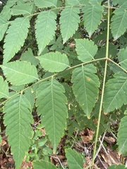 Koelreuteria
