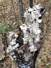 Trichaptum subchartaceum