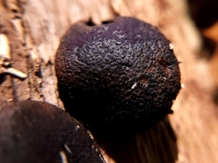 Camarops petersii