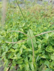 Chloris verticillata
