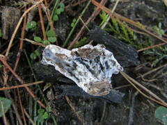 Hypomyces tremellicola