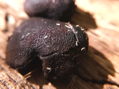 Camarops petersii