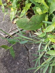 Chloris verticillata