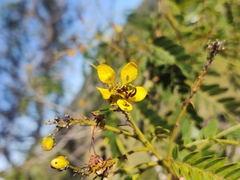 Senna polyantha