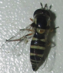 Ischiodon aegyptius