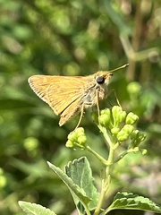 Atalopedes campestris
