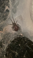 Steatoda grossa