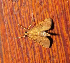 Omiodes indicata