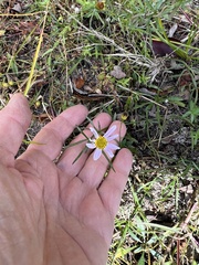 Coreopsis rosea
